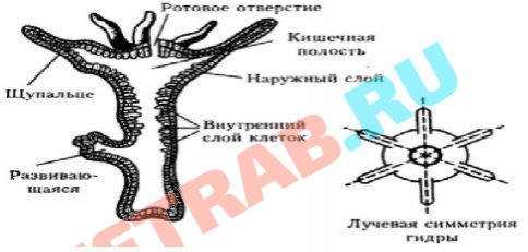 Кракен маркетплейс зайти